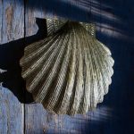 brass scallop shell door knocker